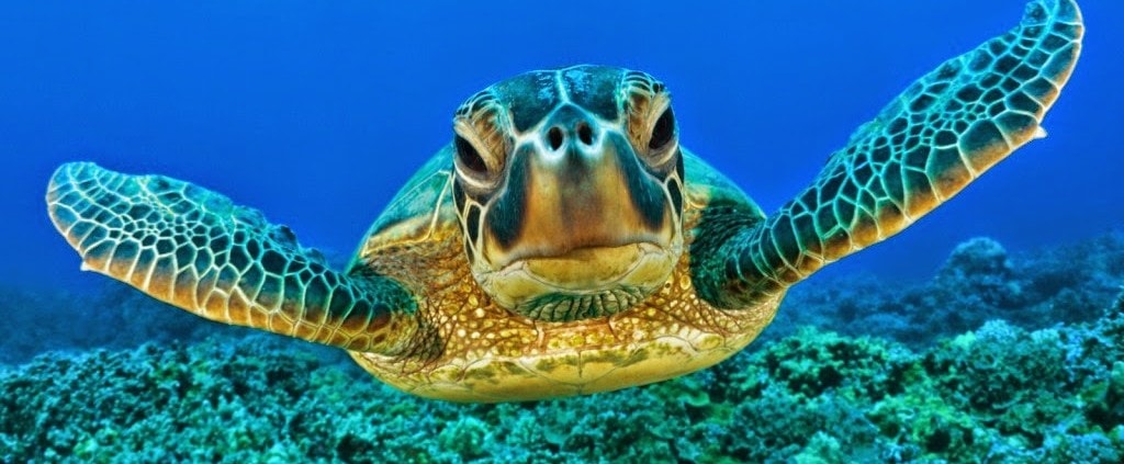 Projeto Tamar: Ação para conservação das tartarugas marinhas O Projeto Tamar é uma iniciativa de conservação de tartarugas marinhas que atua em diversas localidades do Brasil. Além das ações voltadas à proteção das tartarugas e de seu habitat, o projeto também busca envolver a comunidade local, especialmente os jovens, na causa da conservação.